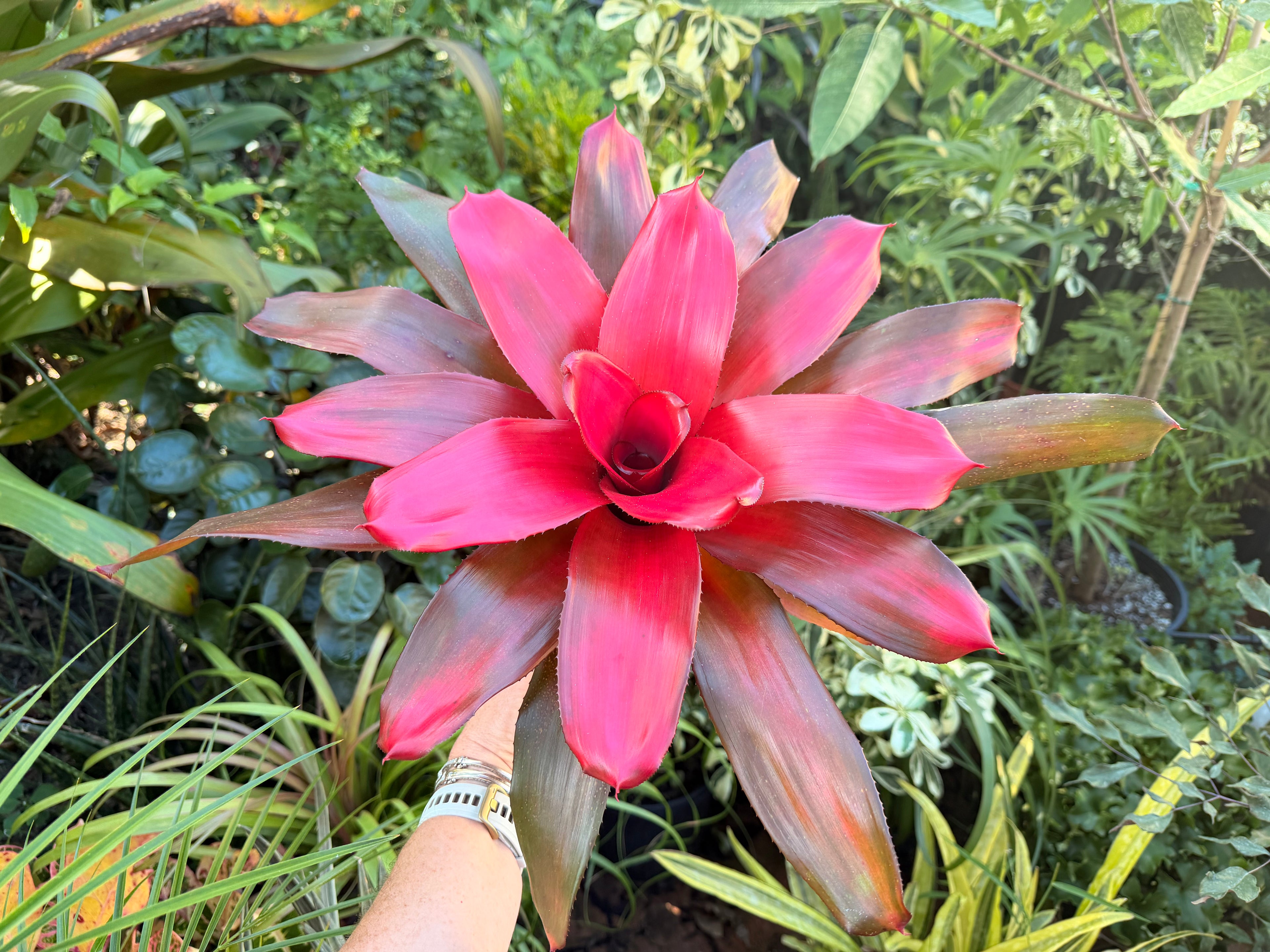 Neoregelia Maria, 6” pot