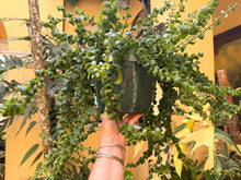 Load image into Gallery viewer, Aeschynanthus Rasta, Lipstick plant, 8” basket - Large