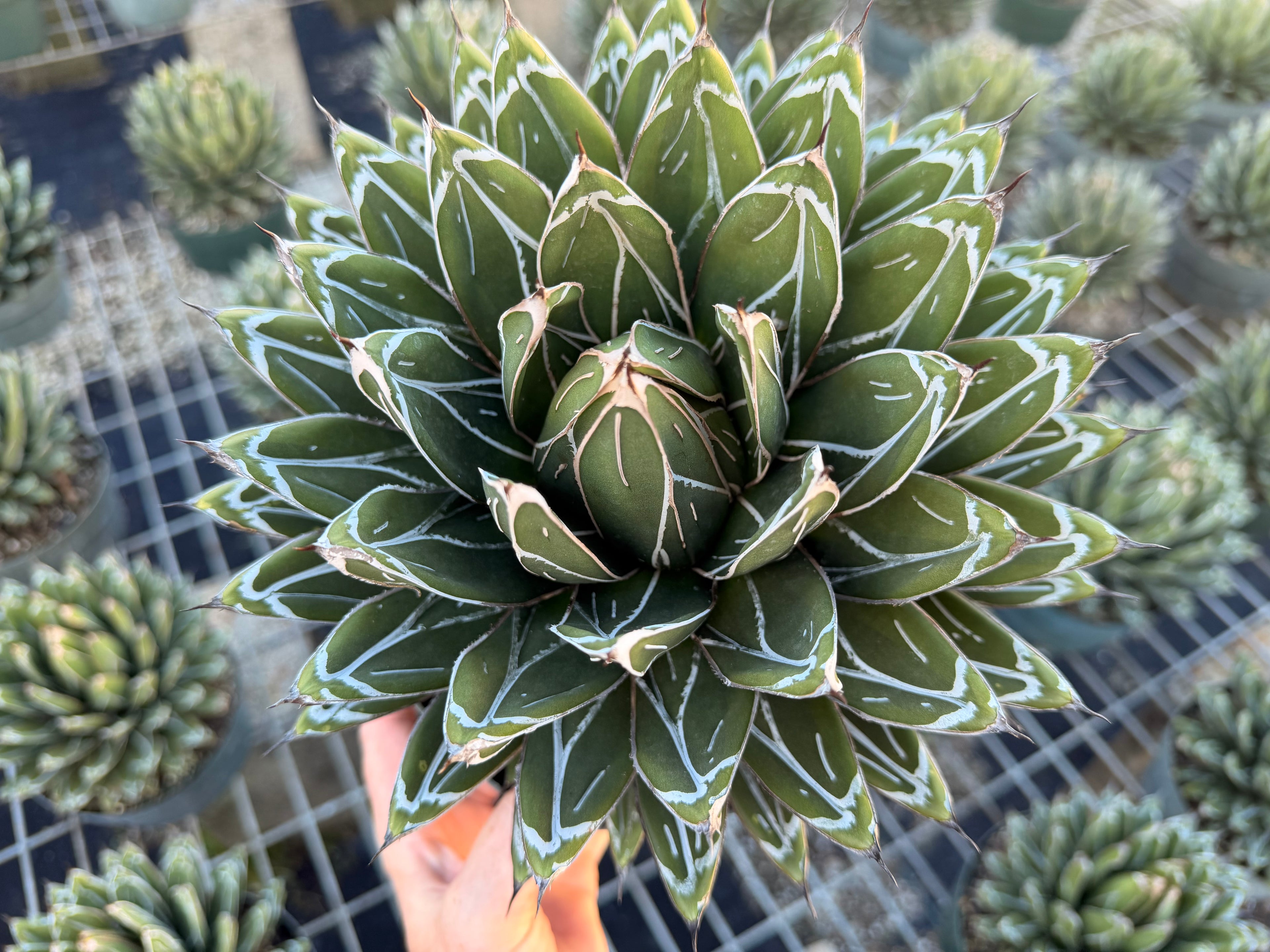 Agave victoria-reginae ‘Porcupine’, 8” pot