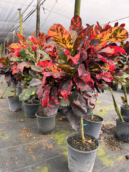 Croton Magnificent Std. 10” pot