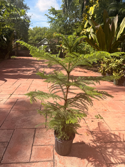 Norfolk Island Pine, 1 g pot