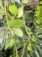 Load image into Gallery viewer, Hoya heuschkleliana yellow flower, 5” pot