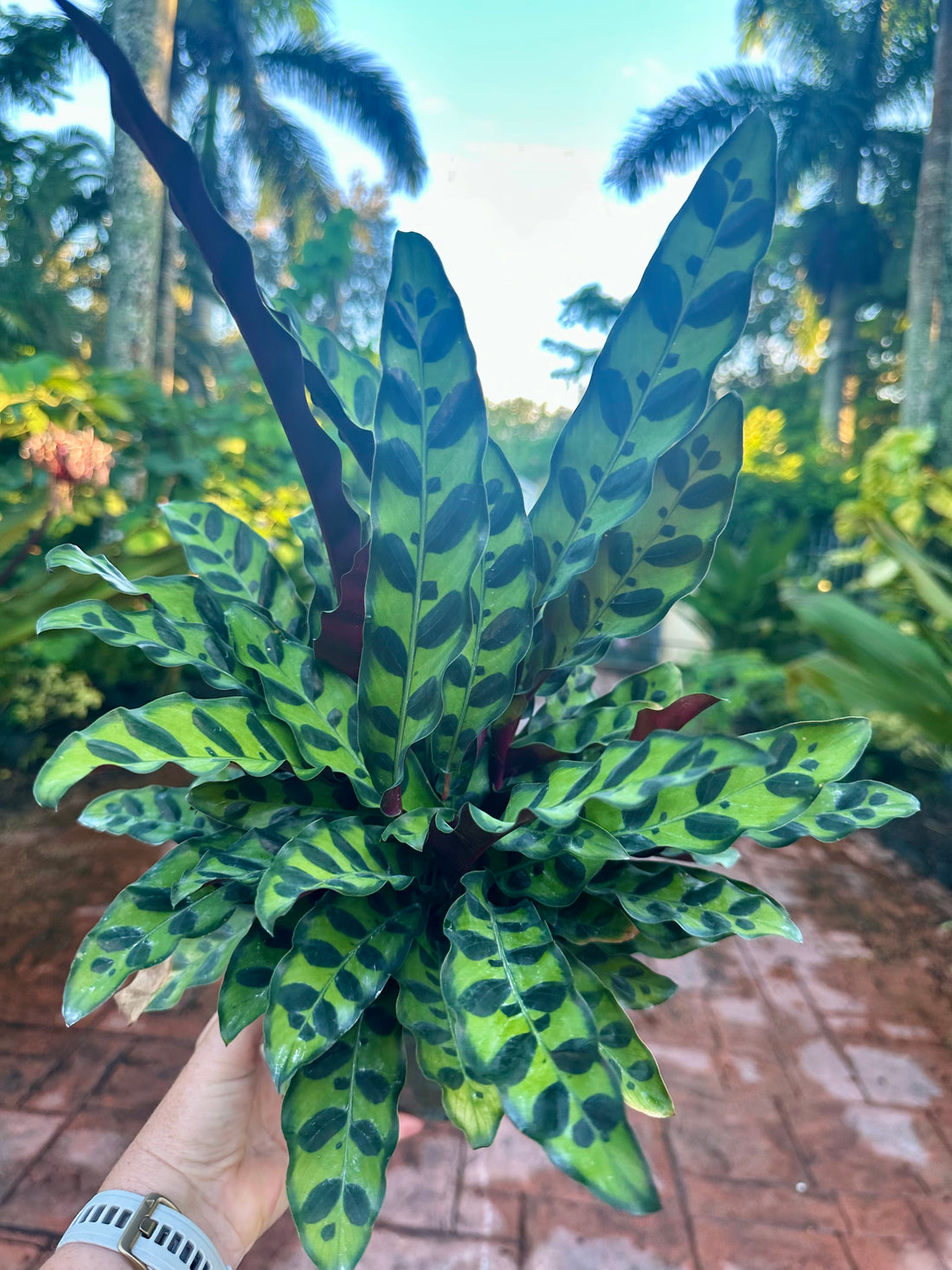 Calathea Lancifolia, 6" pot