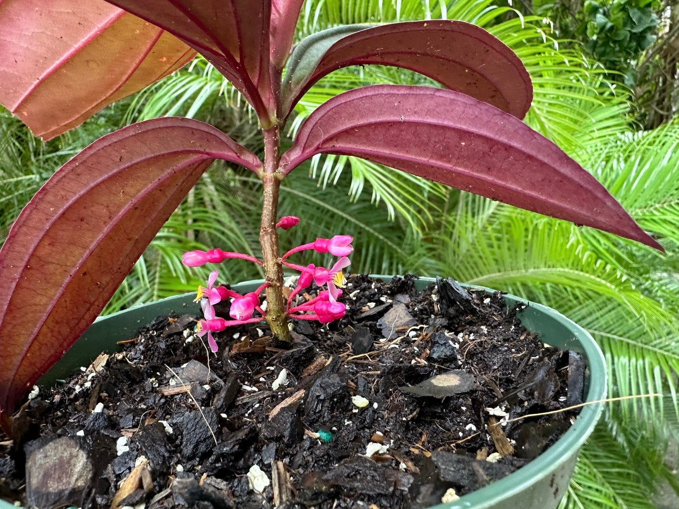 Medinilla Gregori Hambali, 6” pot