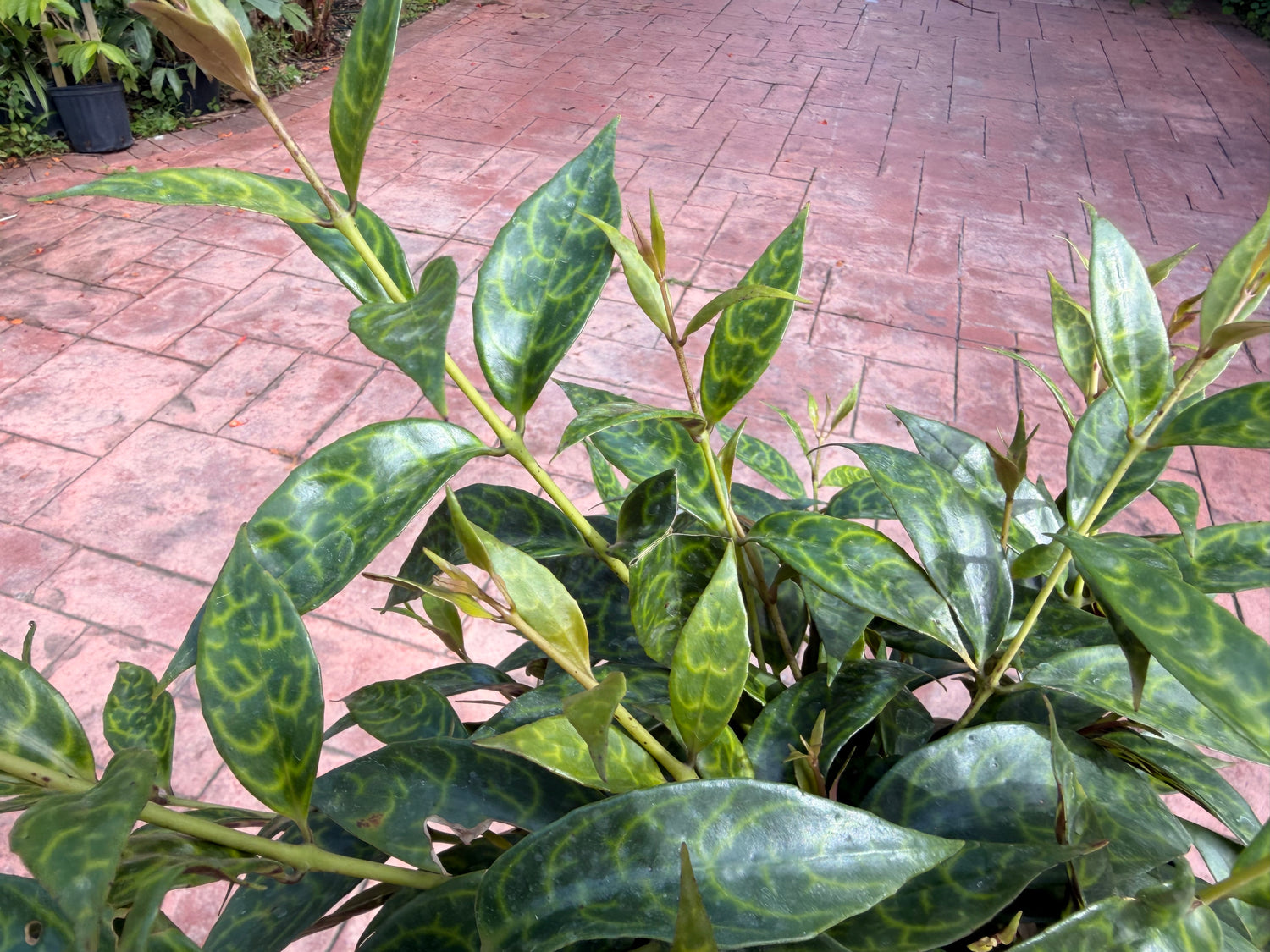 Aeschynanthus Black Pagoda, Lipstick plant, 6” pot