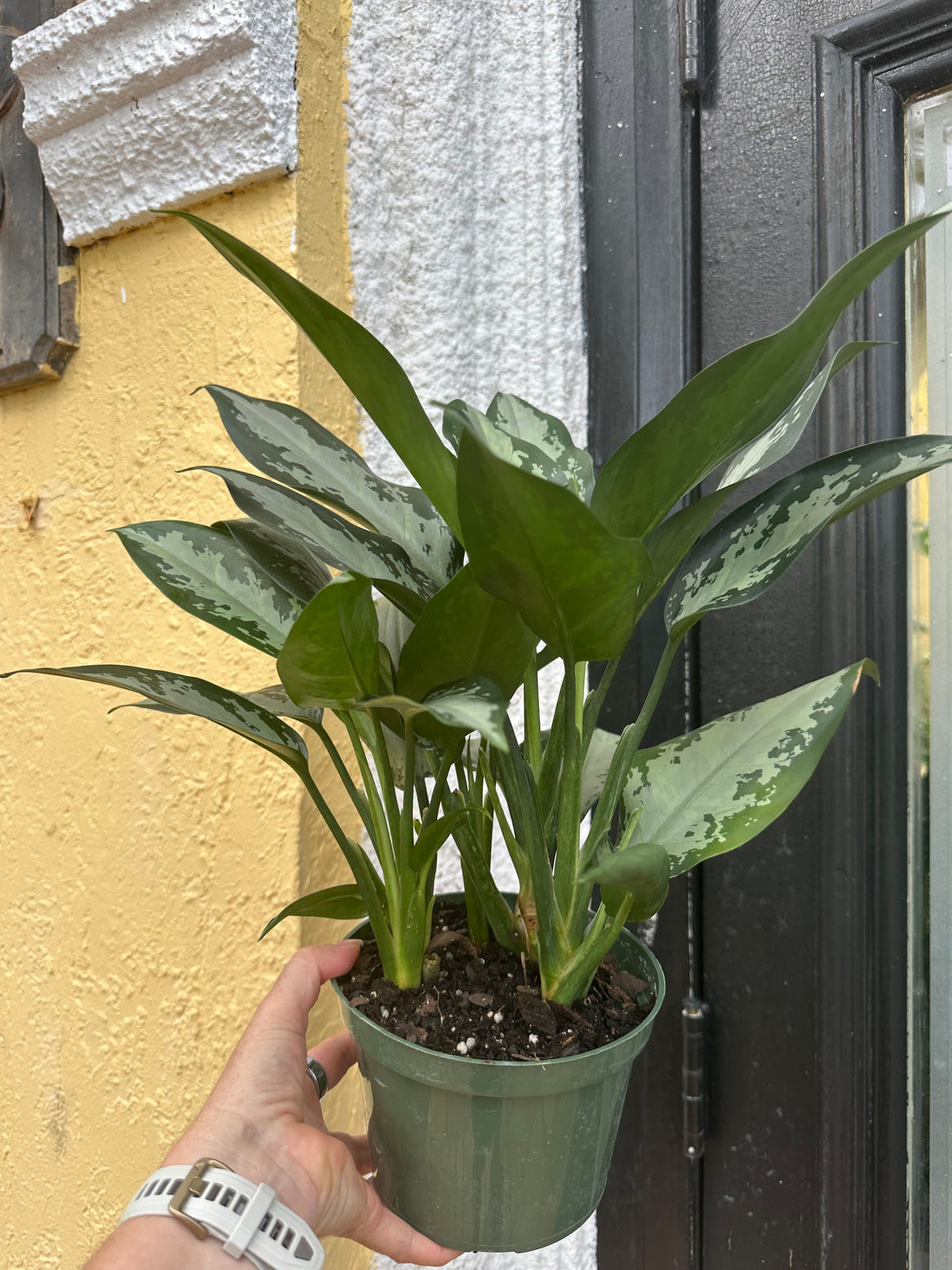 Aglaonema Jubilee, 6” pot