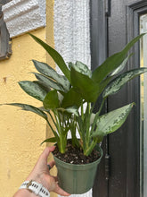 Load image into Gallery viewer, Aglaonema Jubilee, 6” pot