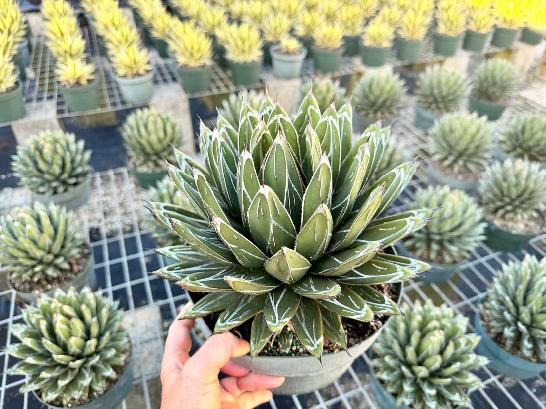 Agave victoria-reginae ‘Porcupine’, 8” pot