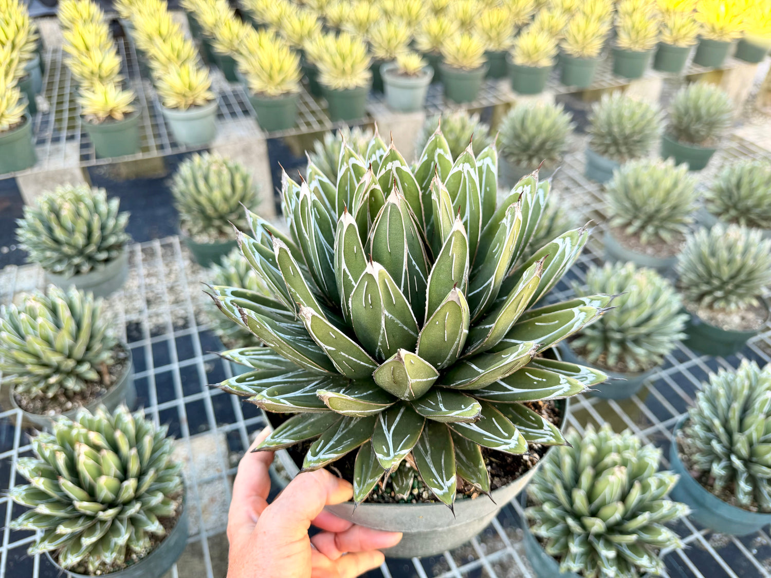 Agave victoria-reginae ‘Porcupine’, 8” pot