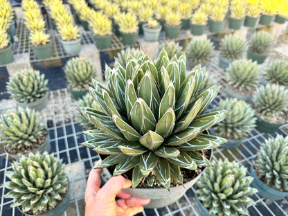 Agave victoria-reginae ‘Porcupine’, 8” pot