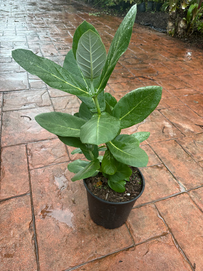 Crown Flower, 10” pot