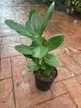 Load image into Gallery viewer, Crown Flower, 10” pot