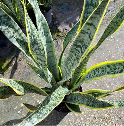 Sansevieria Laurentii, 10” pot