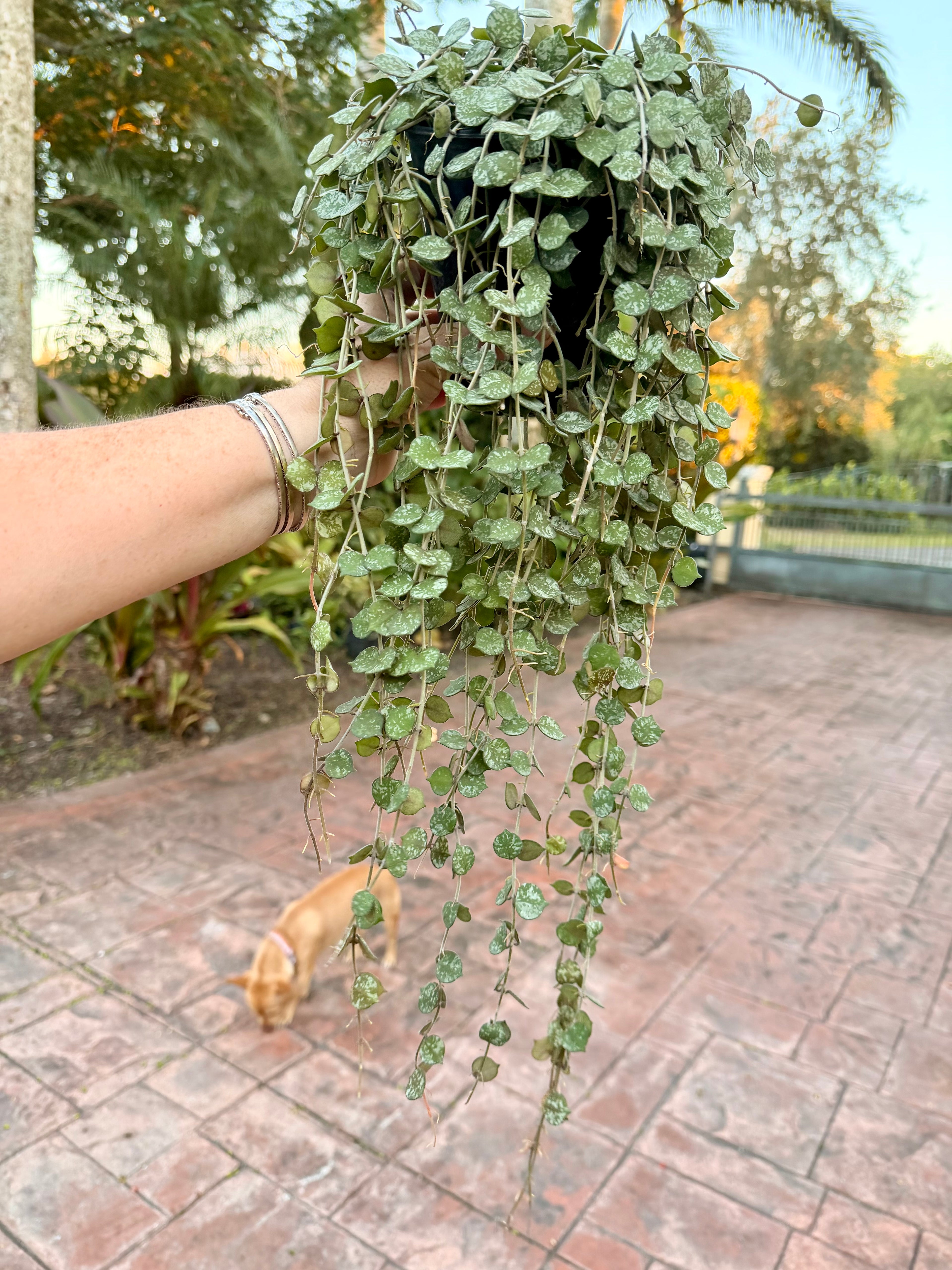 Hoya Curtisii, 5” pot