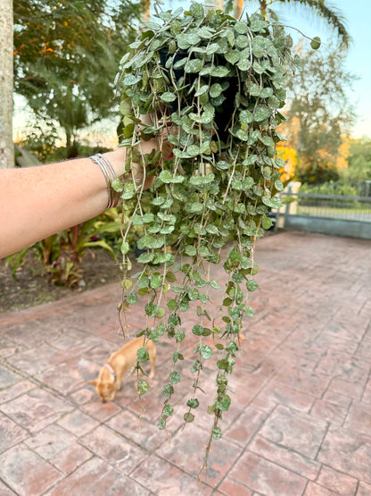 Hoya Curtisii, 5” pot