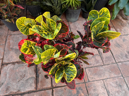 Round Leaf Croton, Thai hybrid, 10” pot - Full