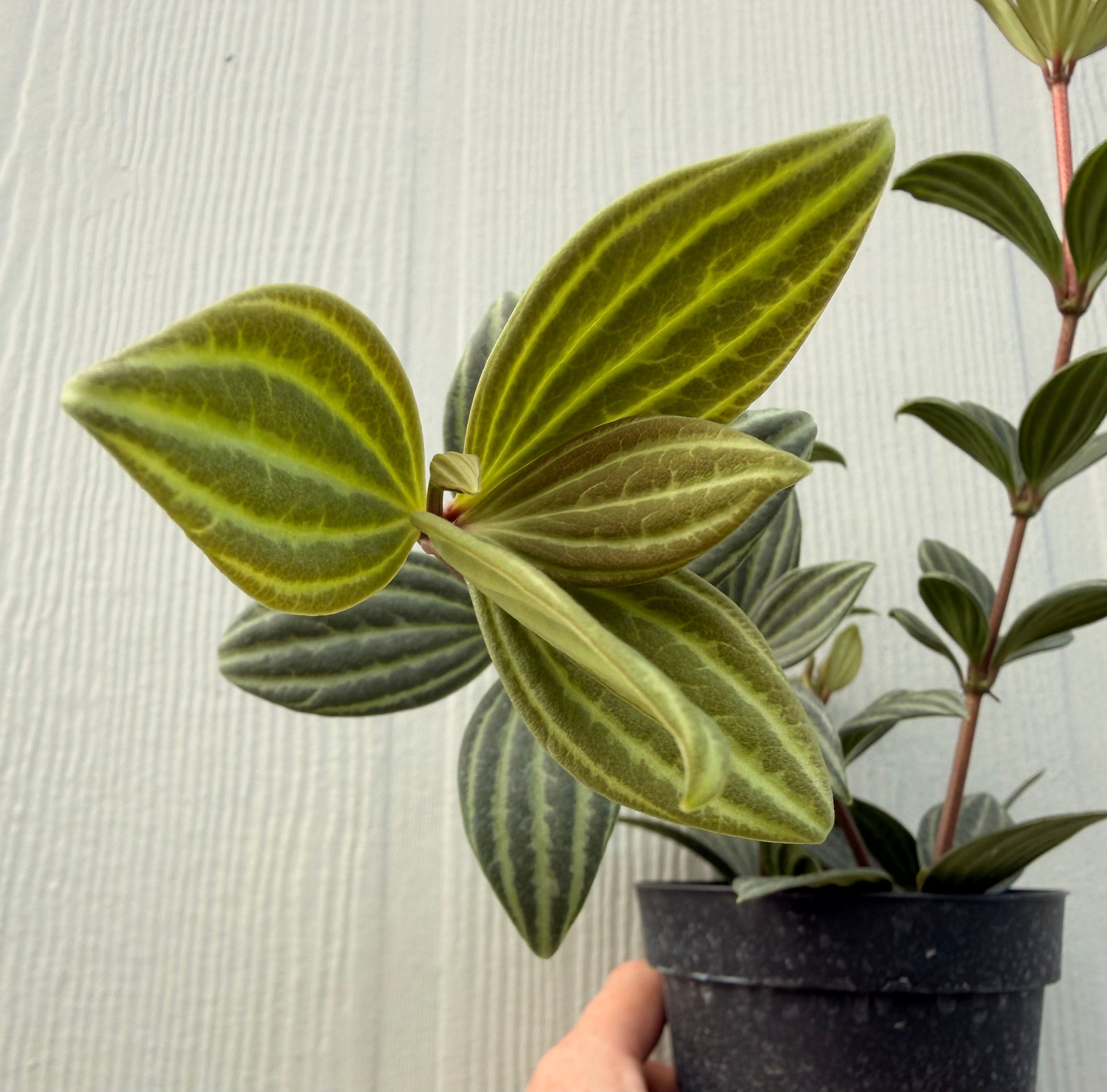 Peperomia Stilt, 4” pot