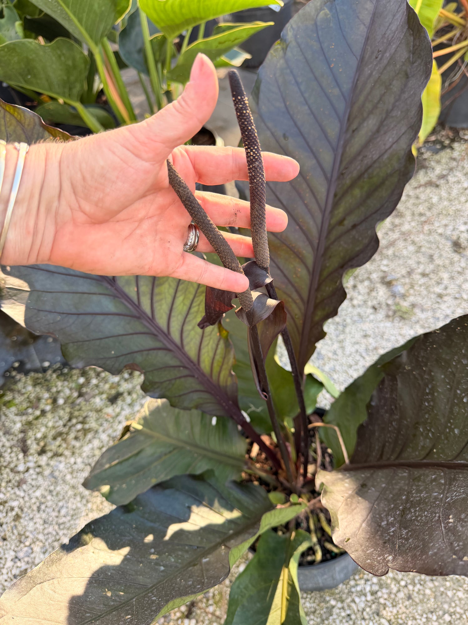 Anthurium Black Dragon, 10” pot. Large. May havesome holes in leaves.
