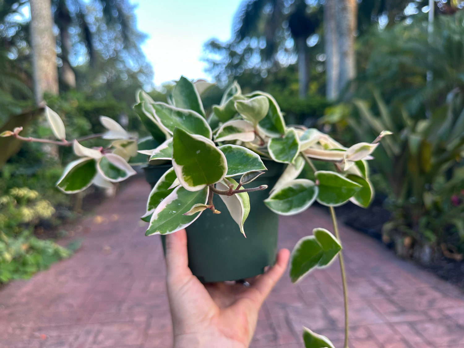 Hoya Krimson Queen, 6” pot