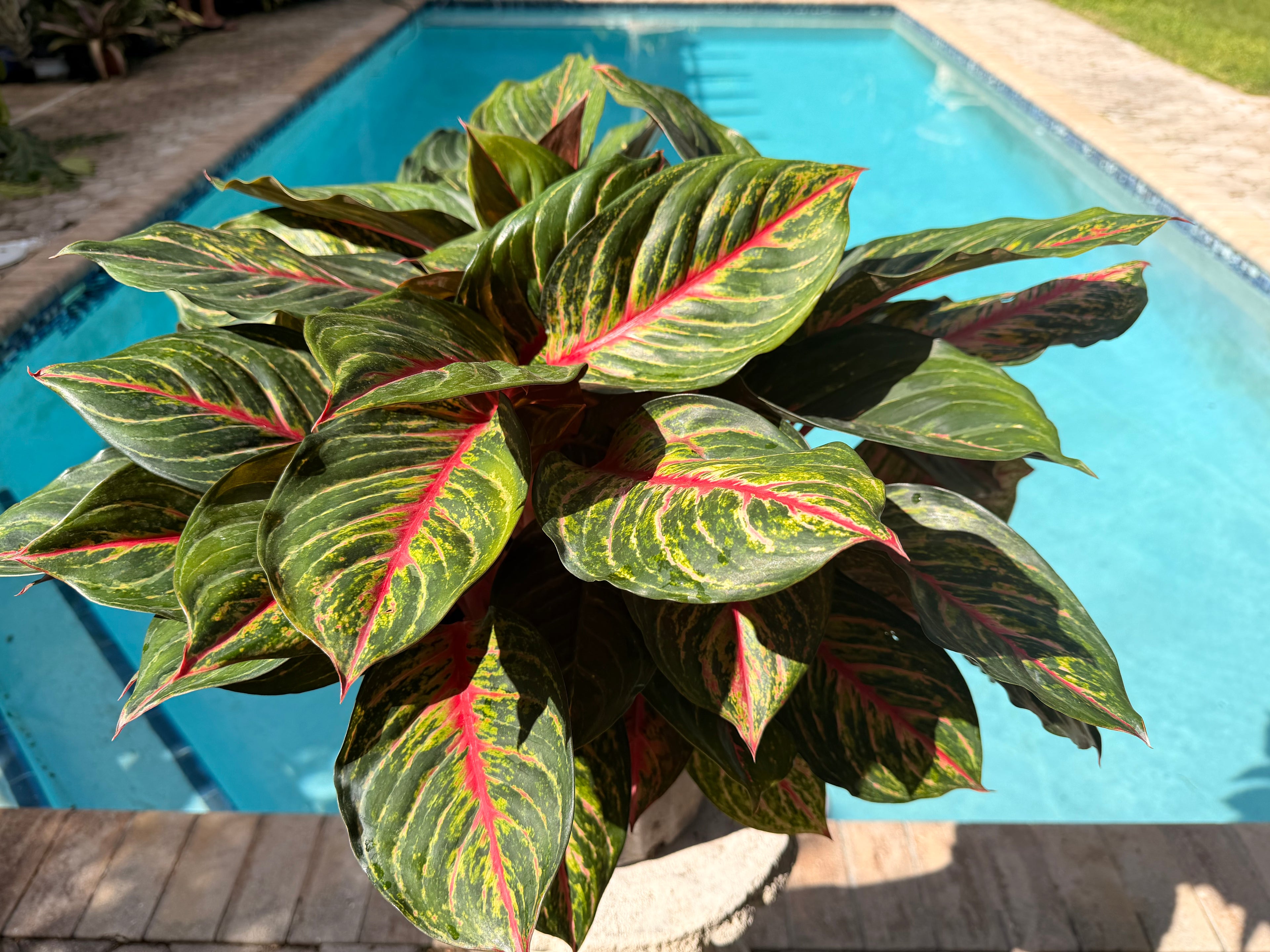 Aglaonema Rubi, 10&quot; pot