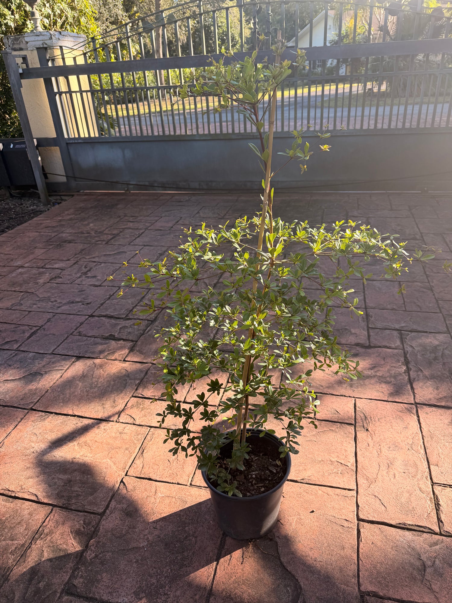 Shady Lady, Bucida, 10” pot. 48” box