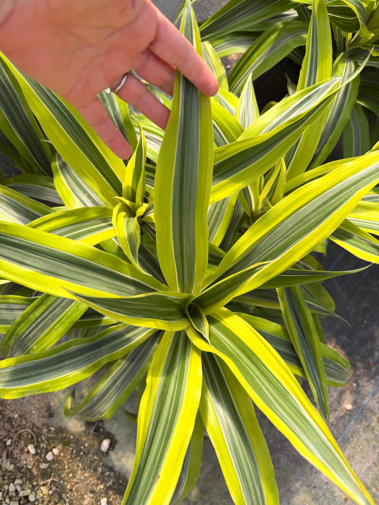 dracaena lemon lime cuidados Dracaena Lemon Lime, 10” pot – Green Millennium