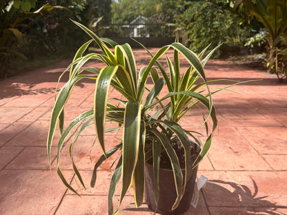 Dracaena Reflexa Honoriae, 10” pot