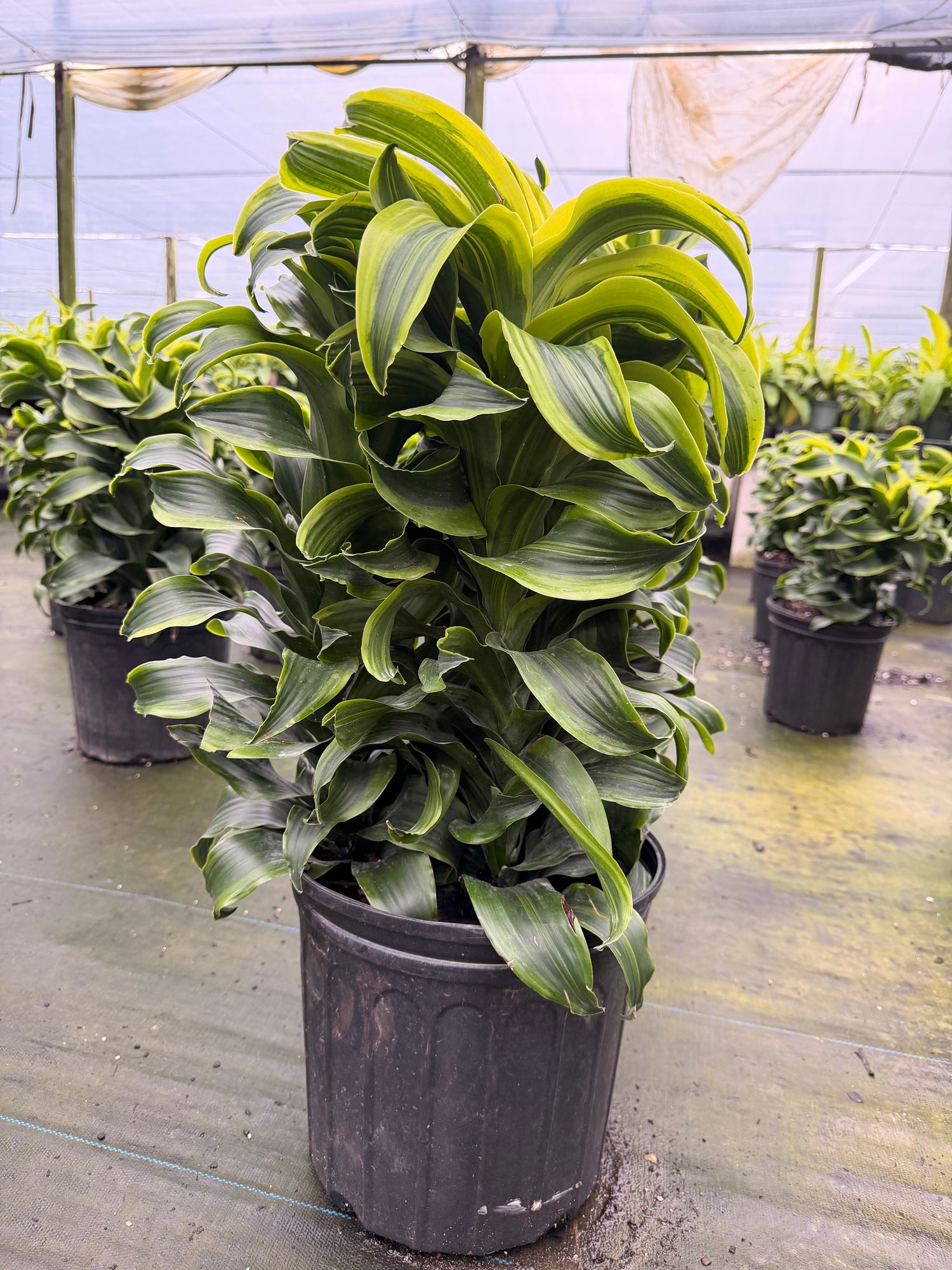Dracaena Tornado, 10” pot