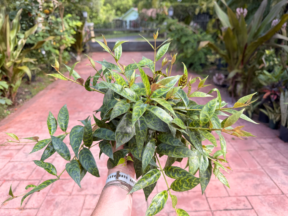 Aeschynanthus Black Pagoda, Lipstick plant, 6” pot