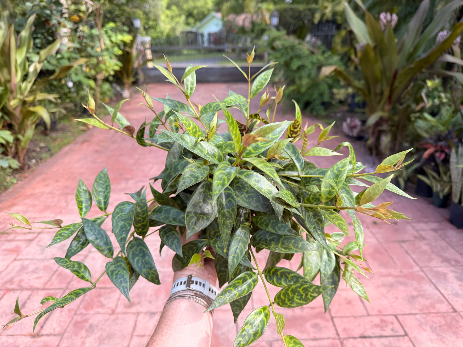 Aeschynanthus Black Pagoda, Lipstick plant, 6” pot