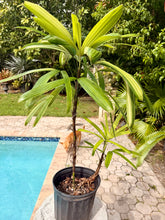 Load image into Gallery viewer, Variegated Rhapis, 1 g pot