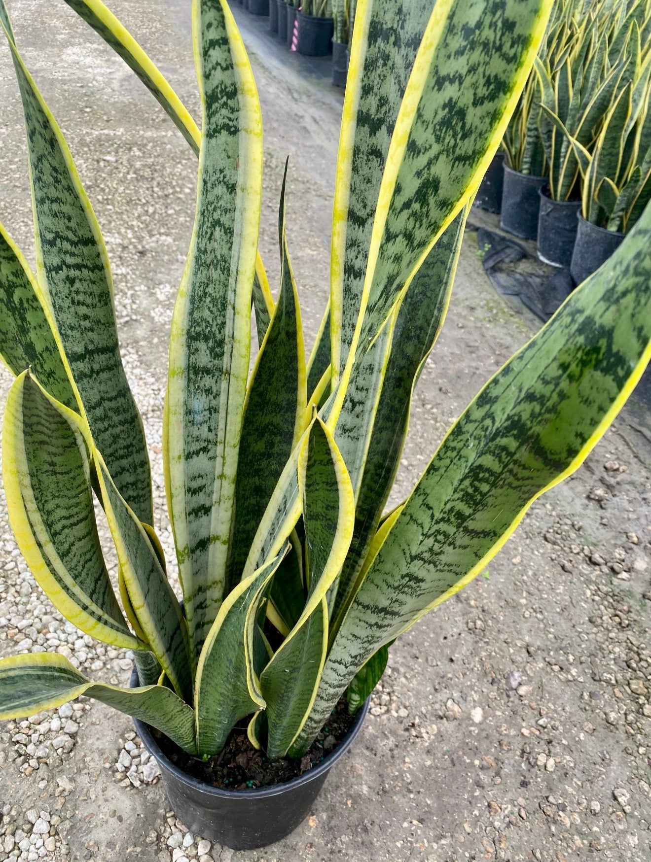 Sansevieria Laurentii, 10” pot