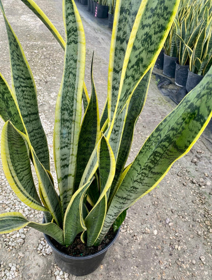Sansevieria Laurentii, 10” pot