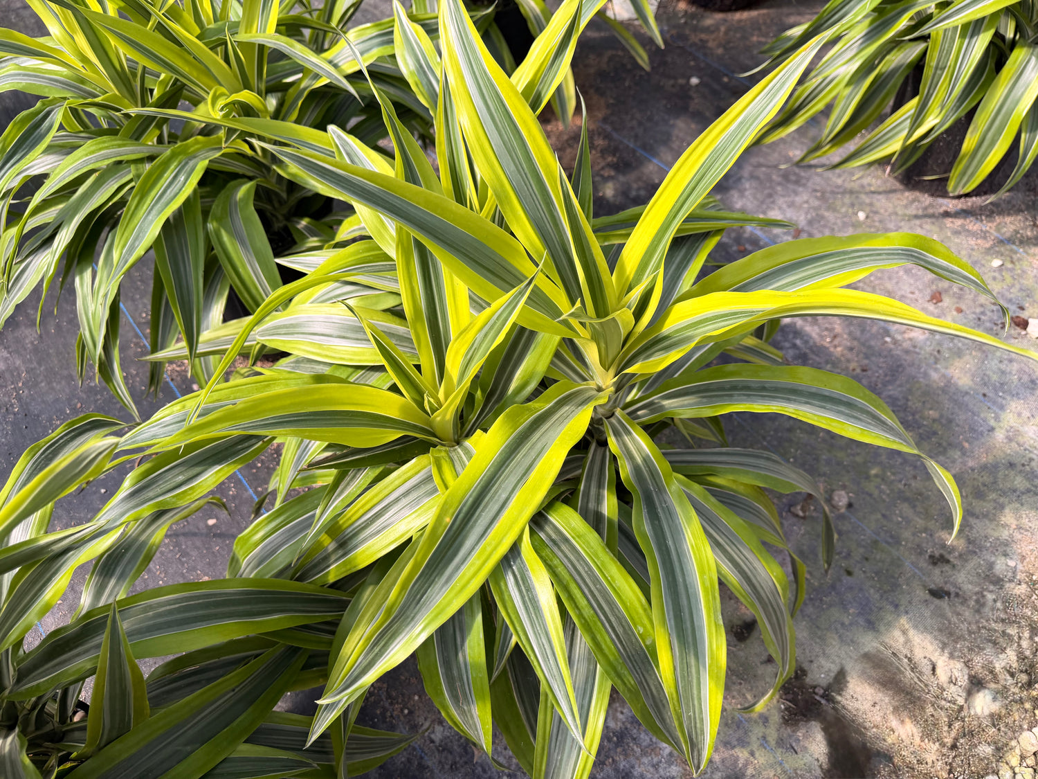 Dracaena Lemon Lime, 10” pot