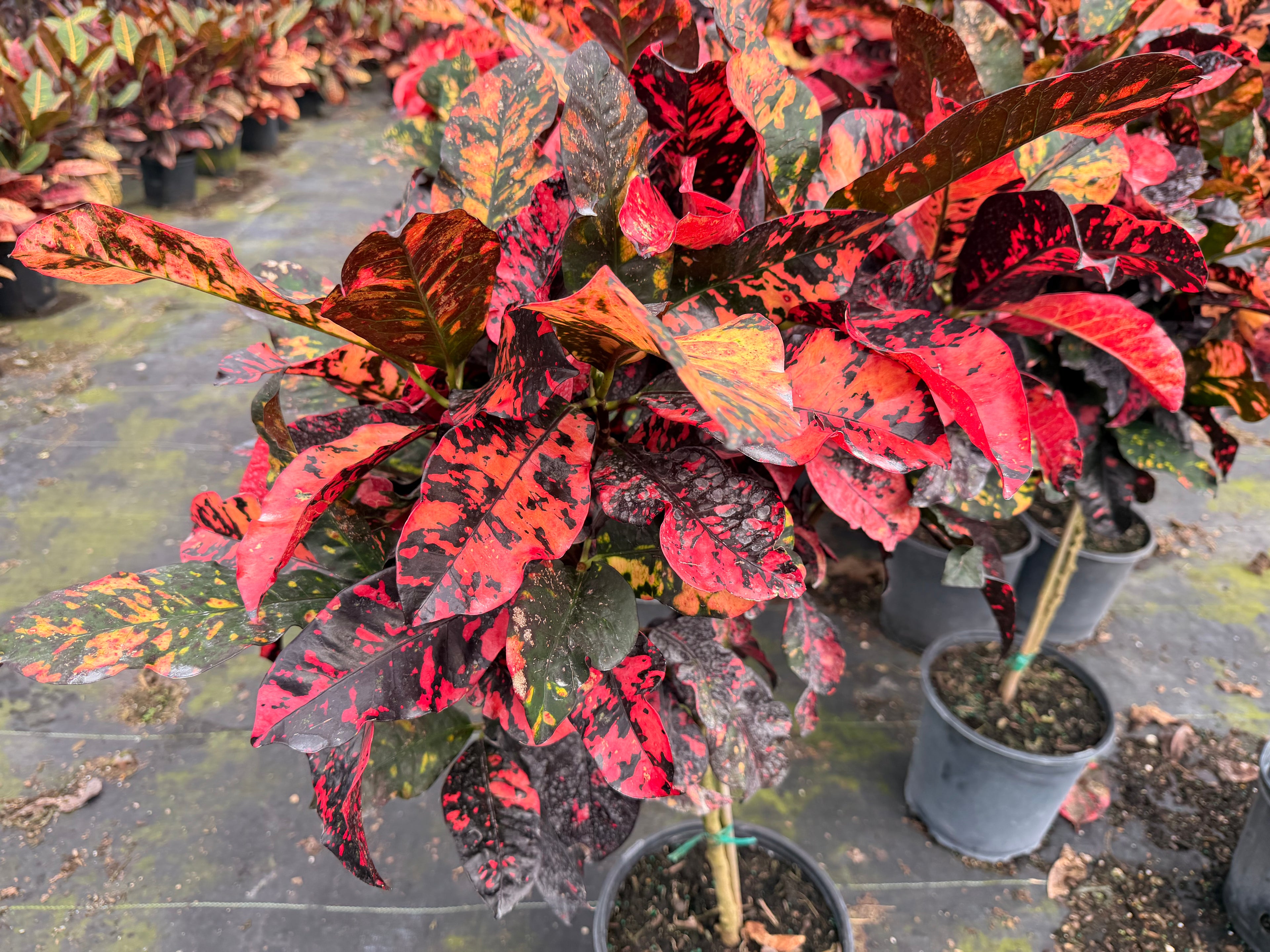 Croton Magnificent Std. 10” pot