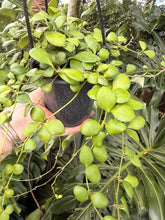 Load image into Gallery viewer, Hoya heuschkleliana yellow flower, 5” pot