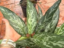 Load image into Gallery viewer, Aglaonema Green Lady, 6” pot