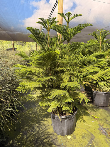 Norfolk Island pine, 14” pot