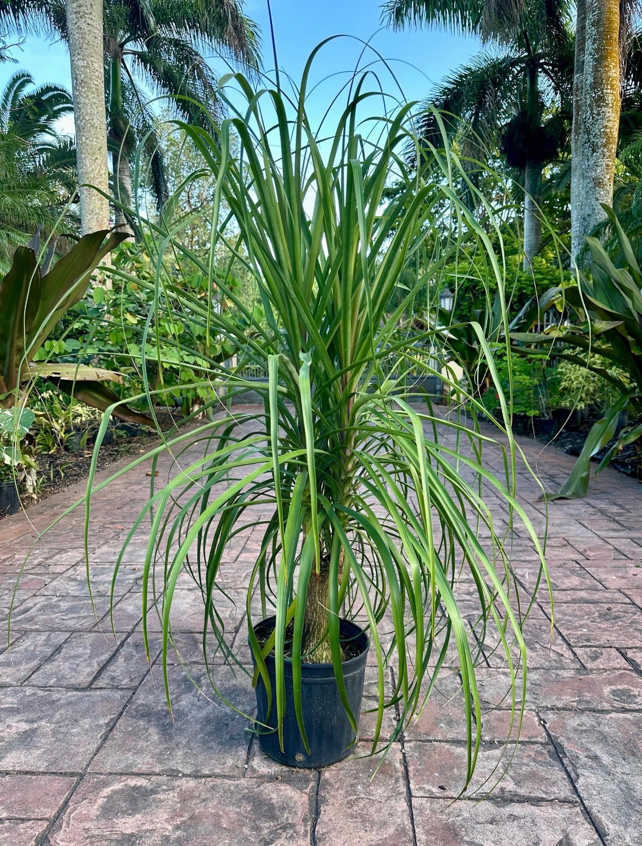 Ponytail palm, 12” pot