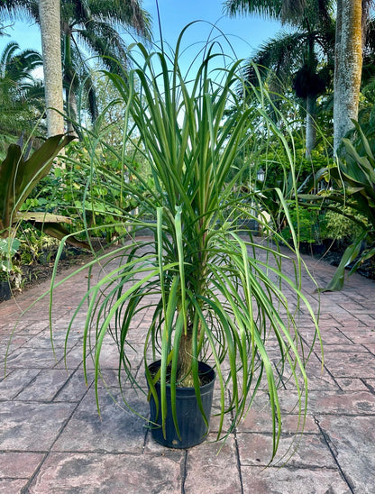 Ponytail palm, 12” pot