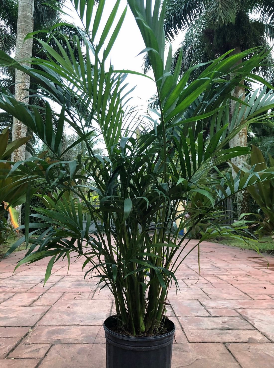 Cat palm, 10” pot Chamadorea cataractarum