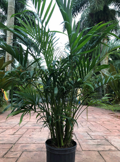 Cat palm, 10” pot Chamadorea cataractarum