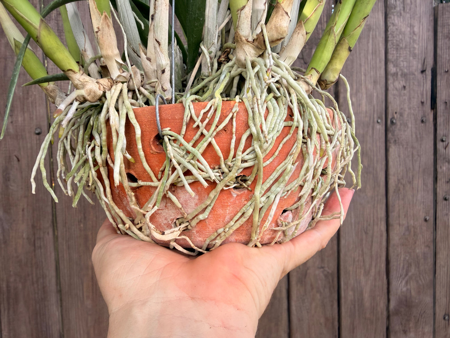 Brassavola nodosa in Thai orchid pot