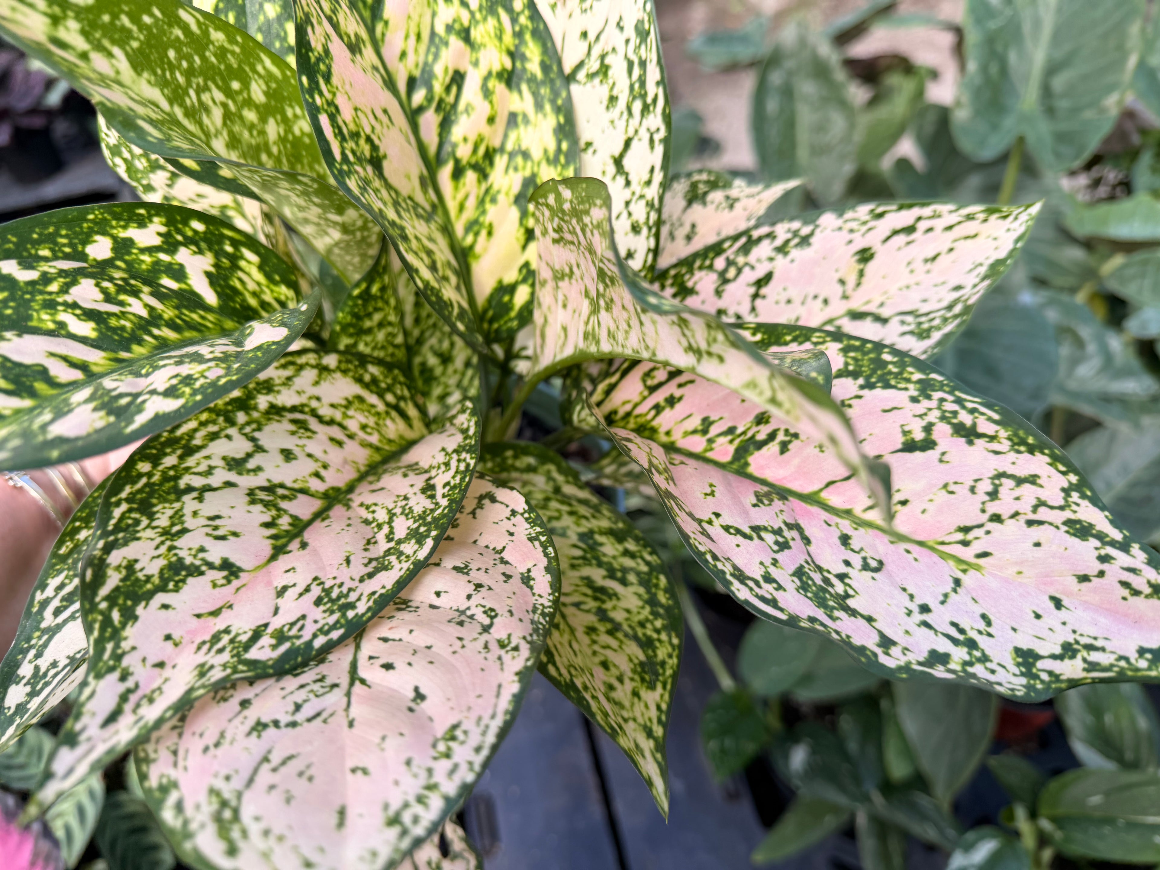 Aglaonema Etta Rose, 6” pot