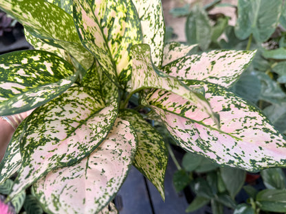Aglaonema Etta Rose, 6” pot