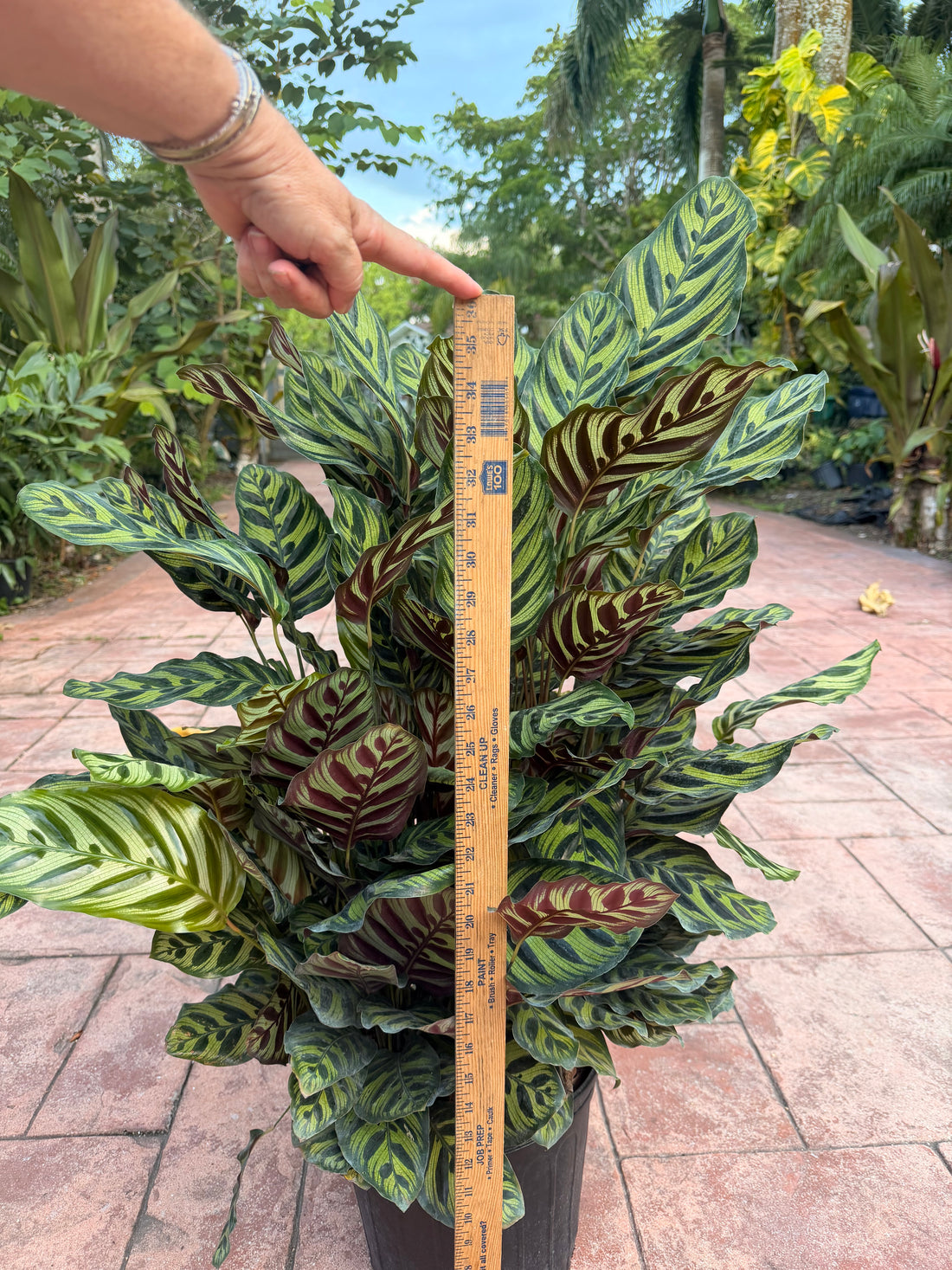 Calathea Makyoana, 10” pot