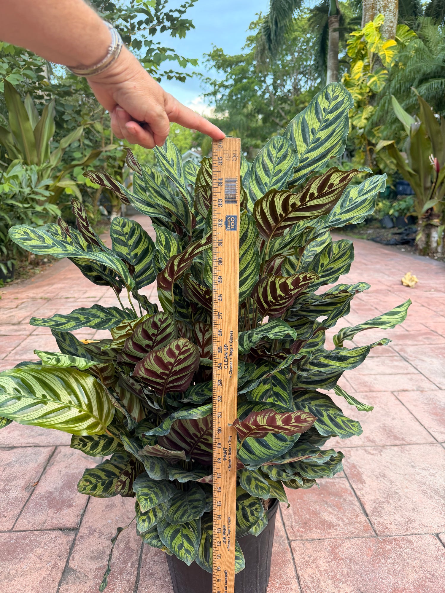 Calathea Makyoana, 10” pot