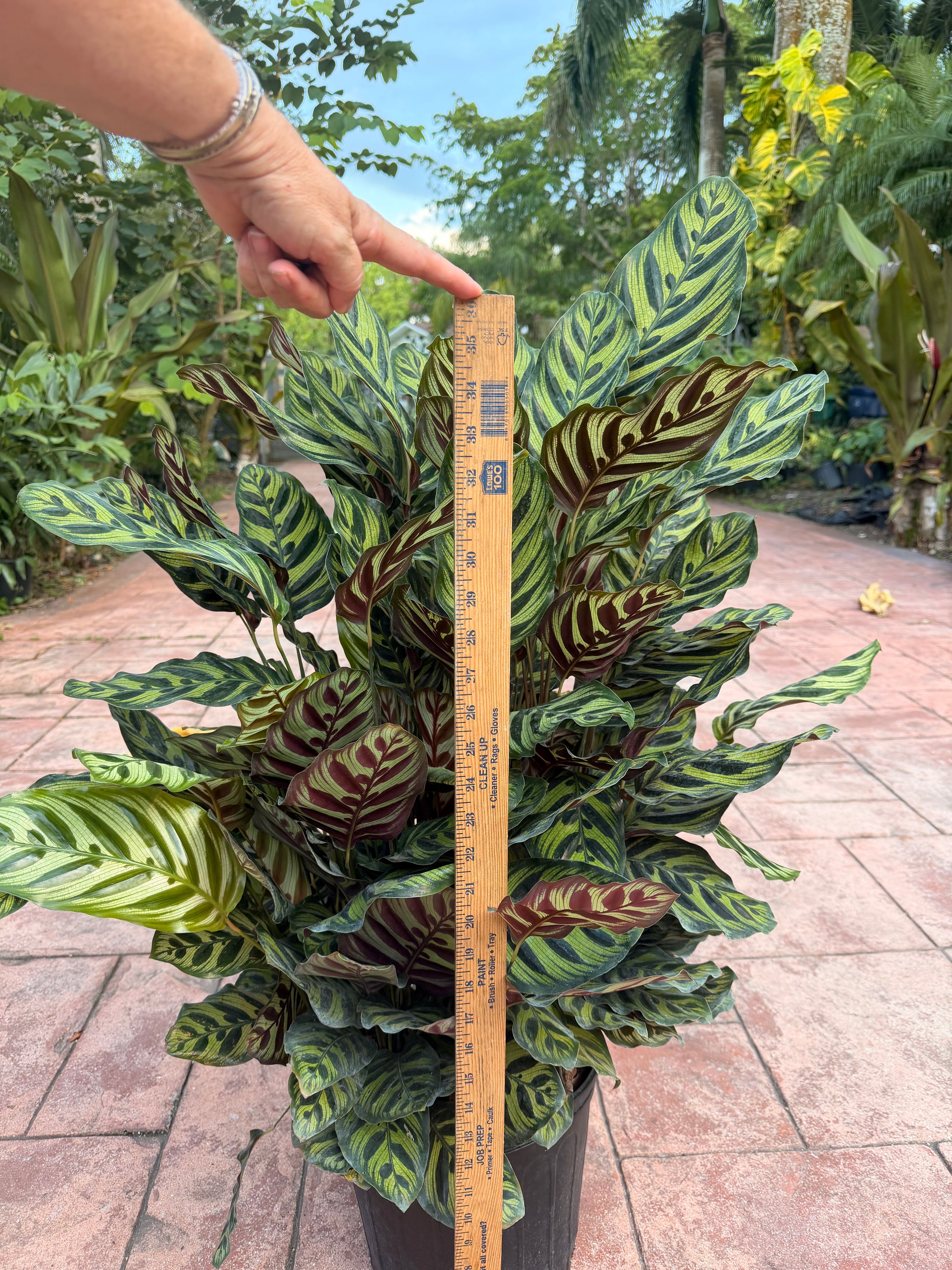 Calathea Makyoana, 10” pot
