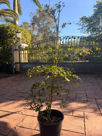 Shady Lady, Bucida, 10” pot. 48” box