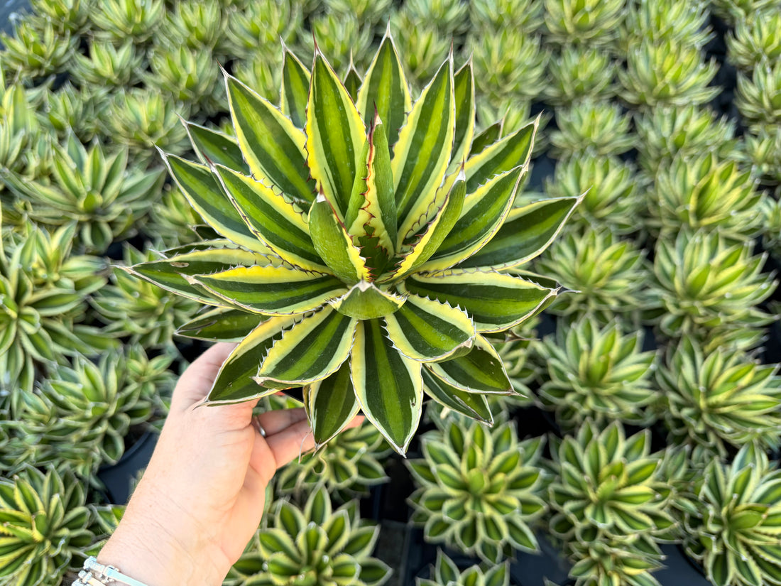 Agave Lophantha Quadricolor, 6” pot